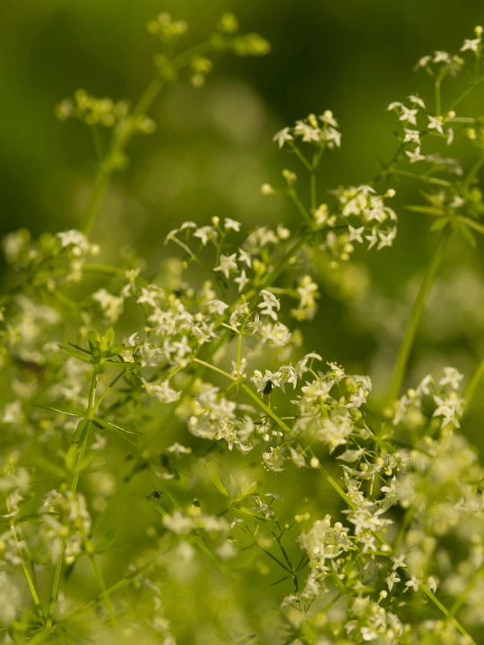 Galium mollugo